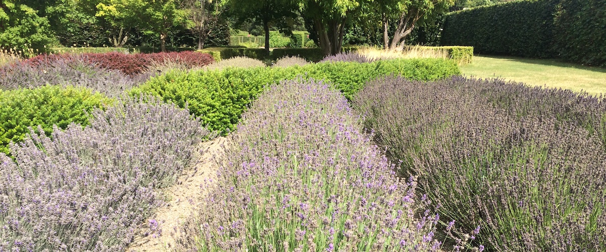 Lavandula angustifolia Dwarf Blue